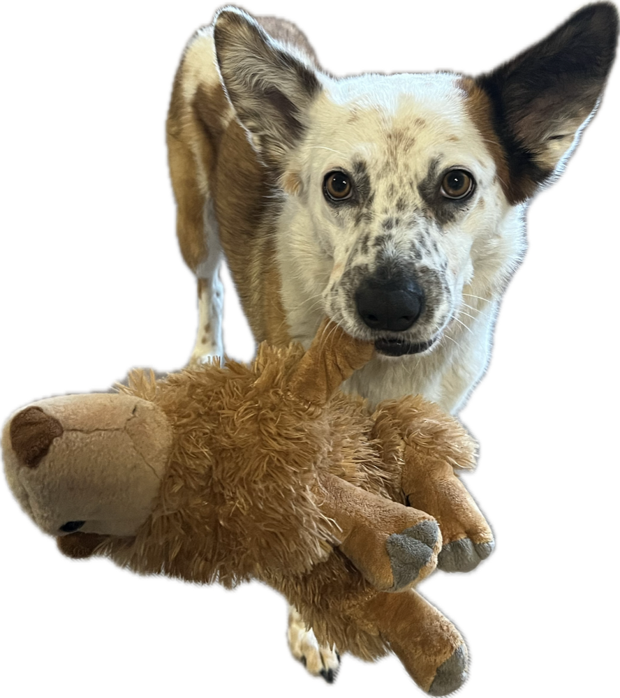 Spoon, the dog who inspired the app’s name, holding a plush toy